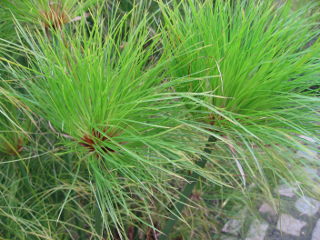 Papyrus plant